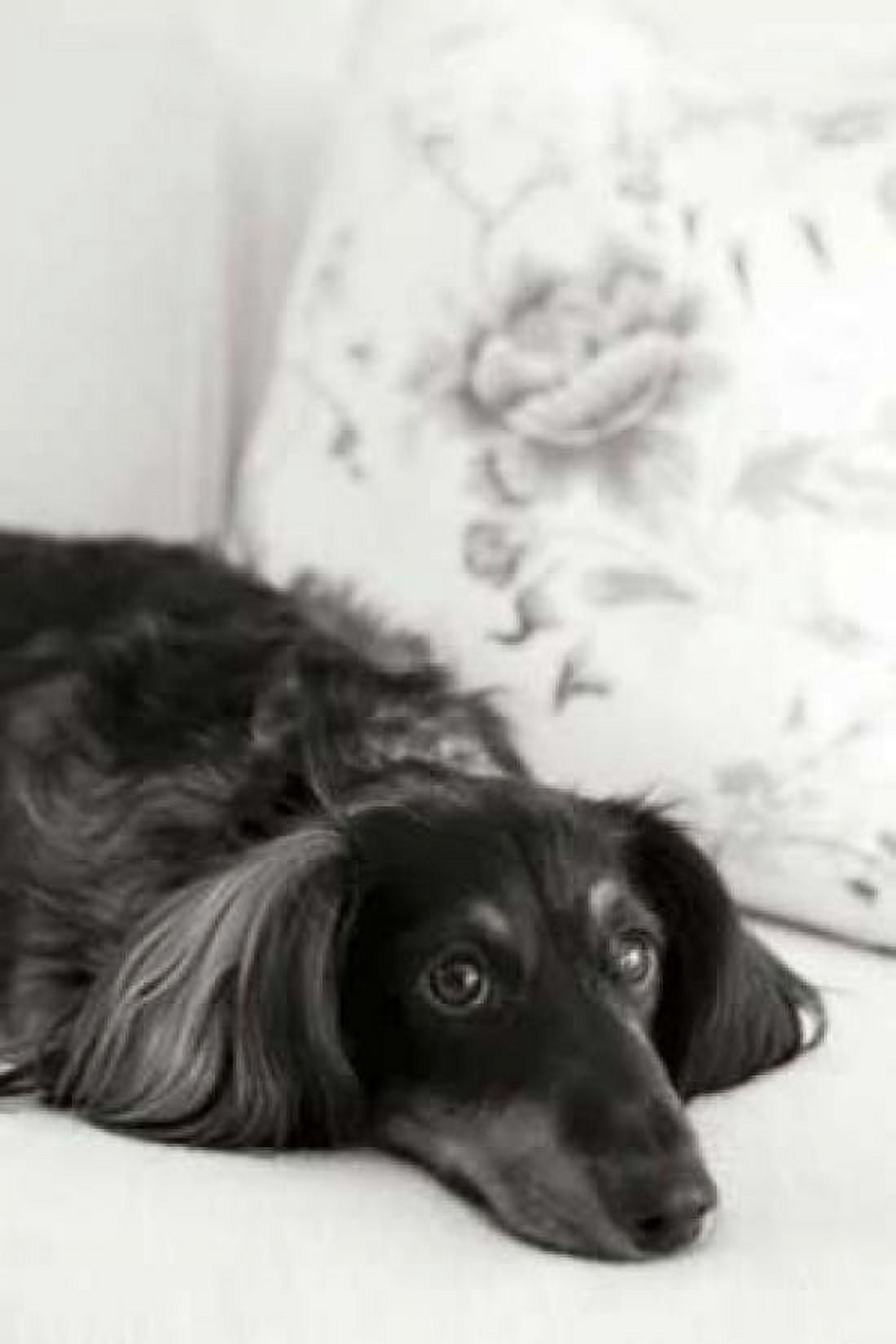 Dachshund Canvas Art - Karyn Millet (24 x 36)