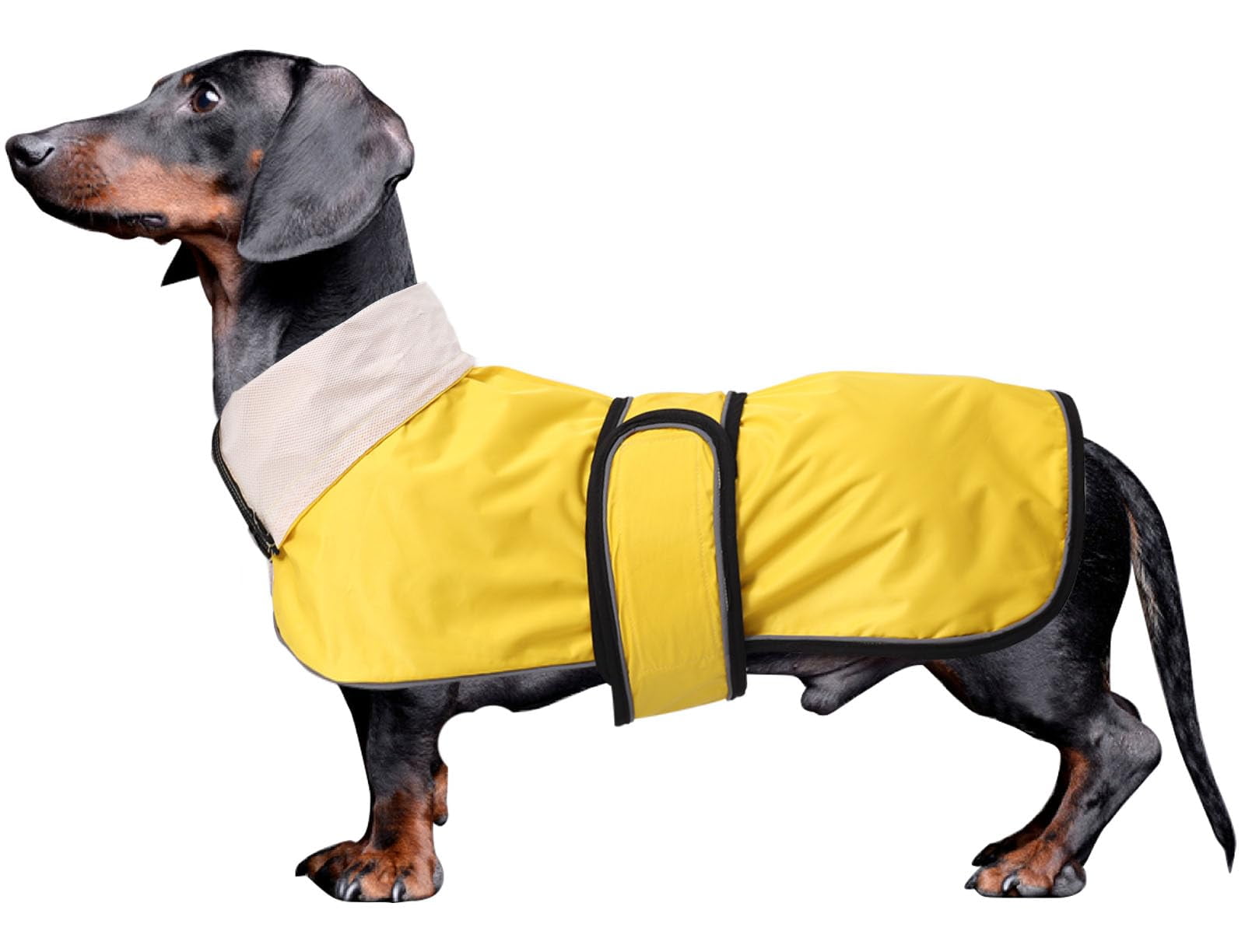 Raincoat Dachshund