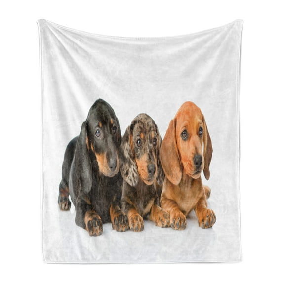 Dachshund Soft Flannel Fleece Throw Blanket, Dog Lover Photo of Long Torso Breed Puppies Lying, Cozy Plush for Indoor and Outdoor Use, 50" x 60", Dark Taupe Grey Taupe, by Ambesonne