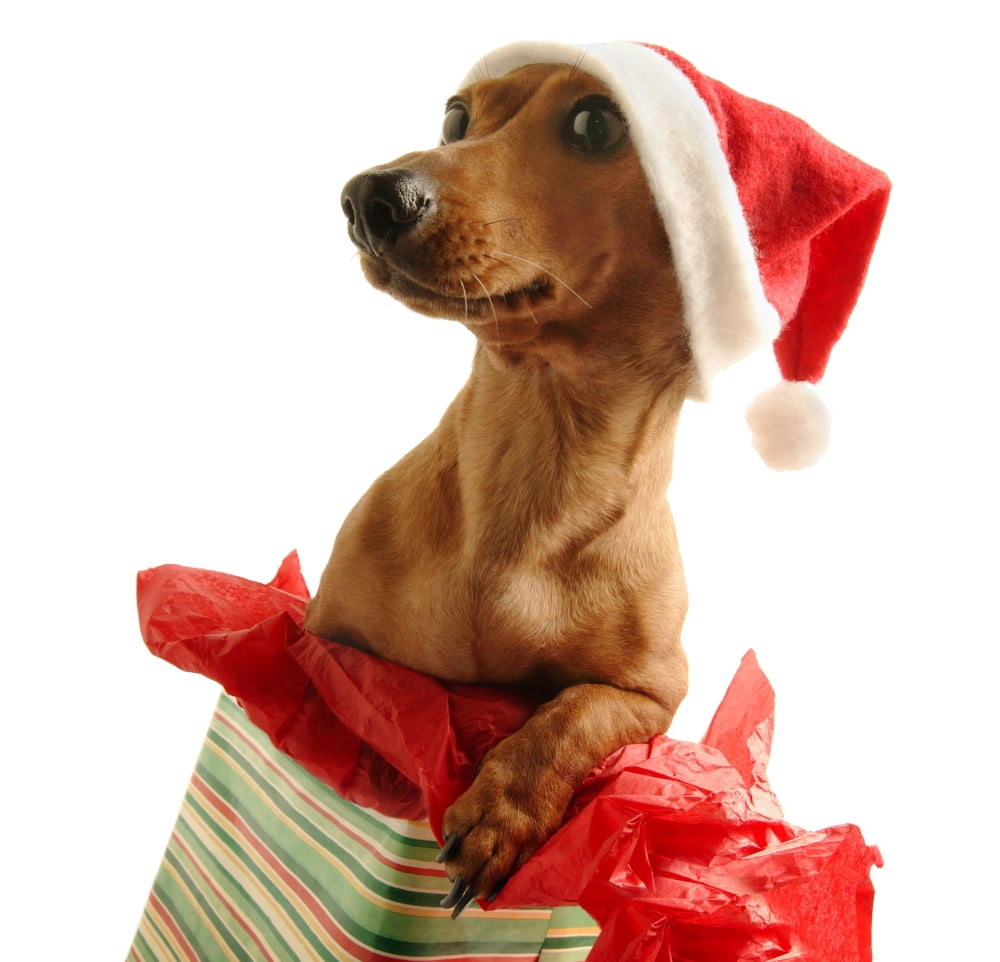Dachshund Wearing A Santa Hat Canvas Art - Don Hammond  Design Pics (28 x 26)