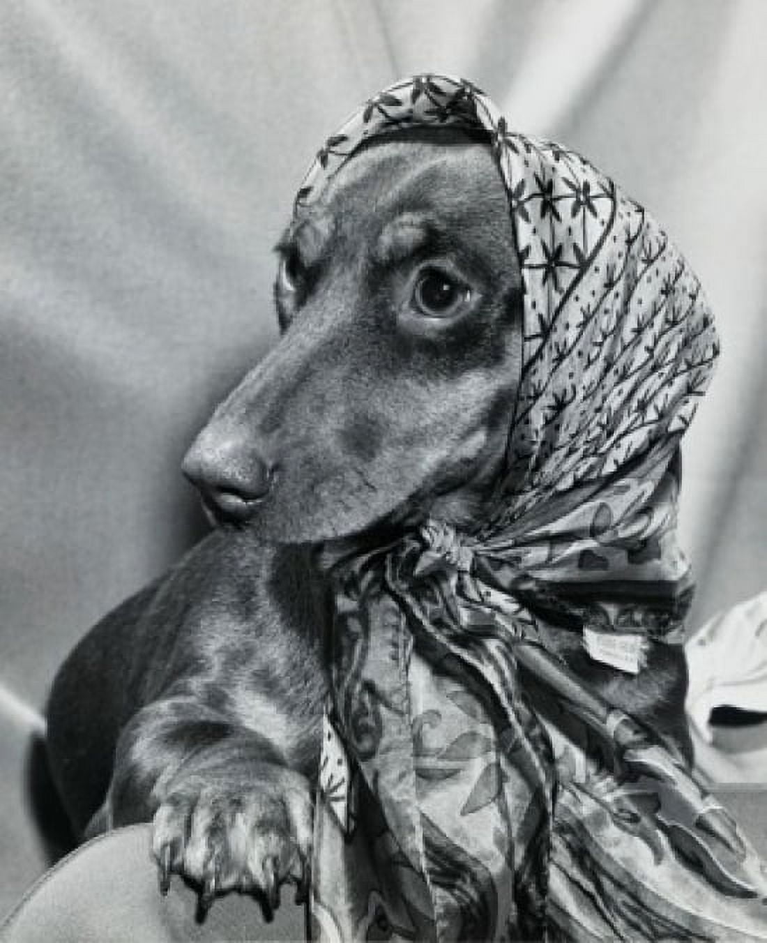 Dachshund wearing a scarf Canvas Art - (18 x 24)