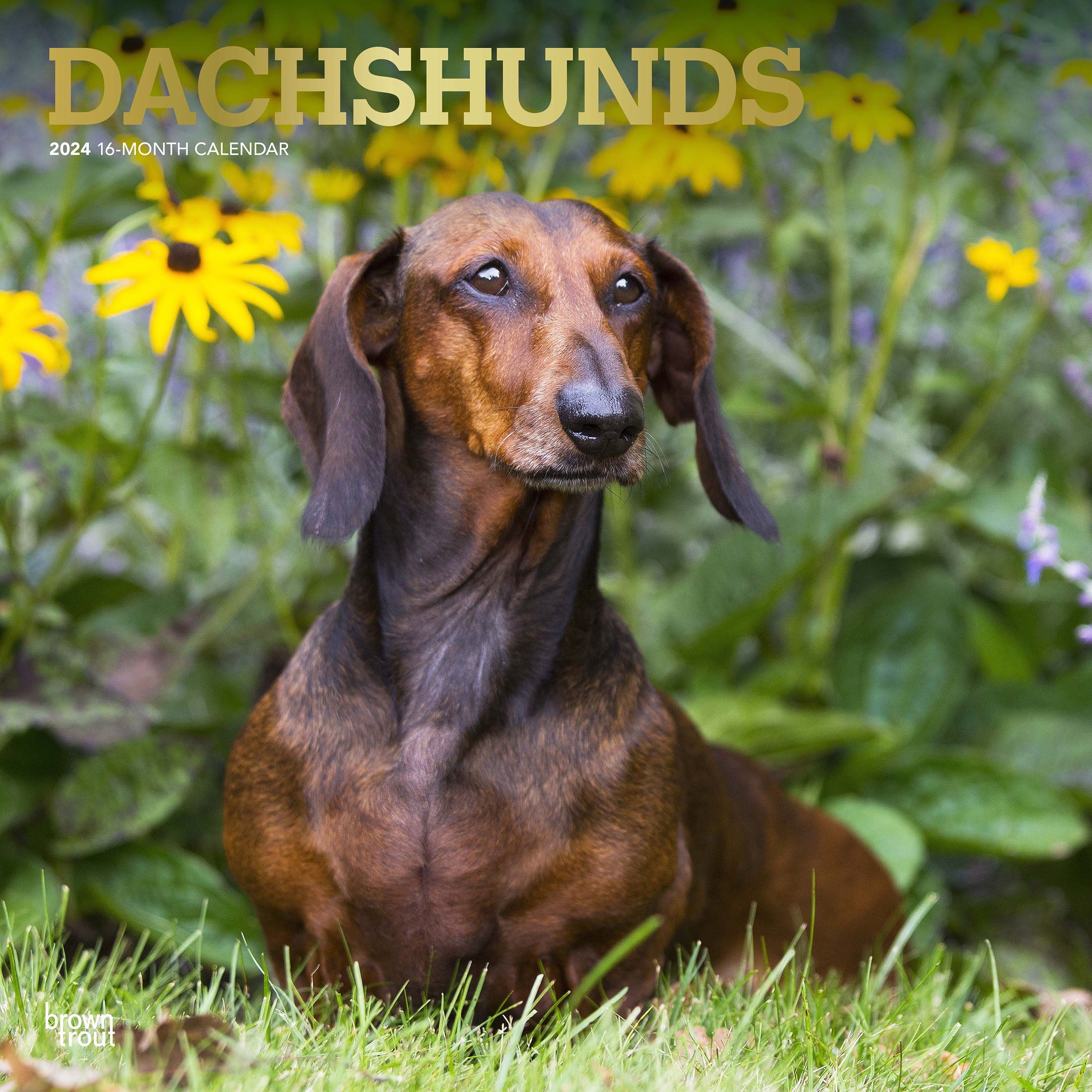 Dachshunds 2024 12x24 quot (Hanging) Square Wall Calendar BrownTrout Dachshunds 2024 12x24 quot (Hanging) Square Wall Calendar BrownTrout