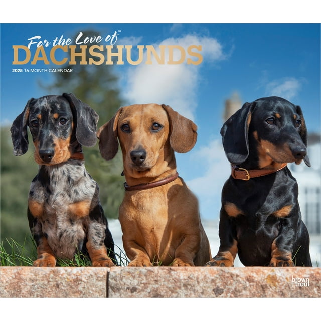 Dachshunds 2025 14x24" (Hanging) Deluxe Wall Calendar BrownTrout