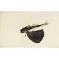 thumbnail image 1 of Dactylopterus Volitans, Flying Gurnard Poster Print By Mary Evans Natural History Museum (36 X 24), 1 of 3