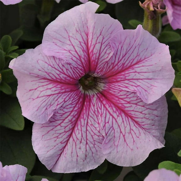 Daddy Series Petunia Peppermint Seed ~25 Seeds– Pelleted – Petunia x hybrida – Non-GMO, Annual Flower – 3–4" Veined Blooms in Blue, Pink, Orchid, Red, More – Compact 12–15" Plants for Garden