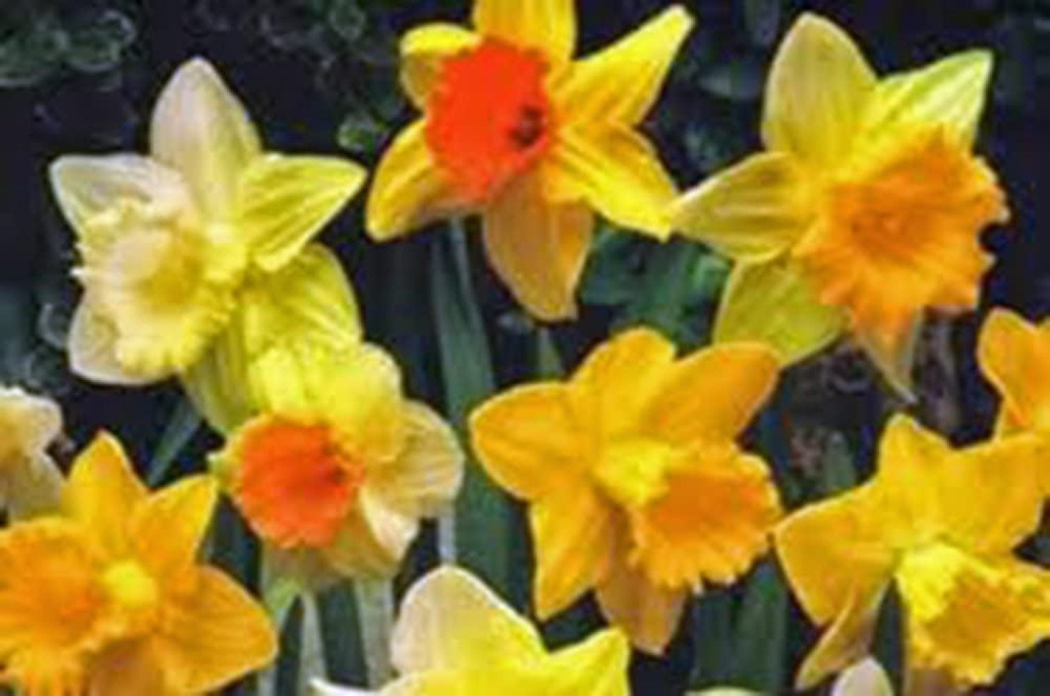 Daffodil, Bulb (10 Pack), Trumpet Mix, Perennial Daffodils, Bulbs
