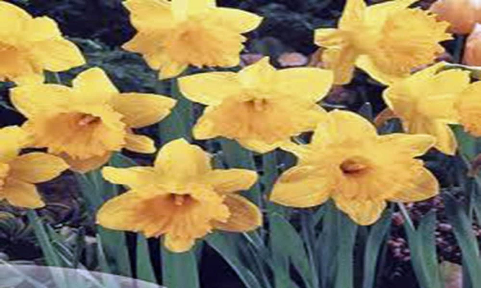 Daffodil, Bulb (20 Pack) Dutch Master, Yellow Perennial Daffodil Bulbs