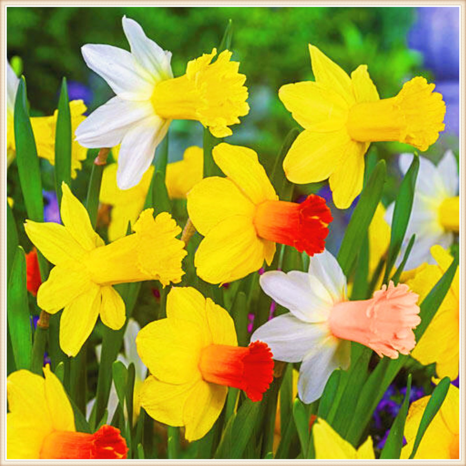 Daffodil Bulbs Bulk Narcissus Bulbs Daffodil Bulbs For Planting Daffodil Bulbs For Planting