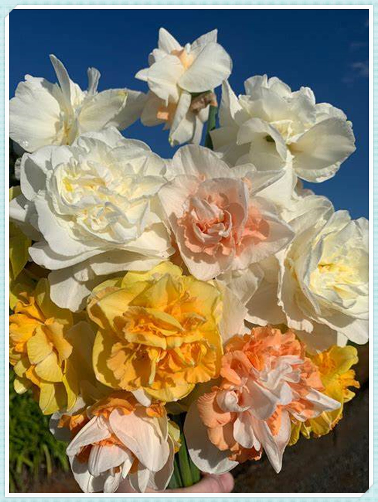 Daffodil Bulbs, Daffodil Bulbs Bulk, Narcissus Daffodil Bulbs to Plant in Garden, Narcissus