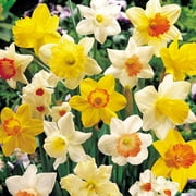 Daffodil Bulbs - Narcissus Assorted ,Long lasting 20 Trumpet Daffodil Mix Bulb