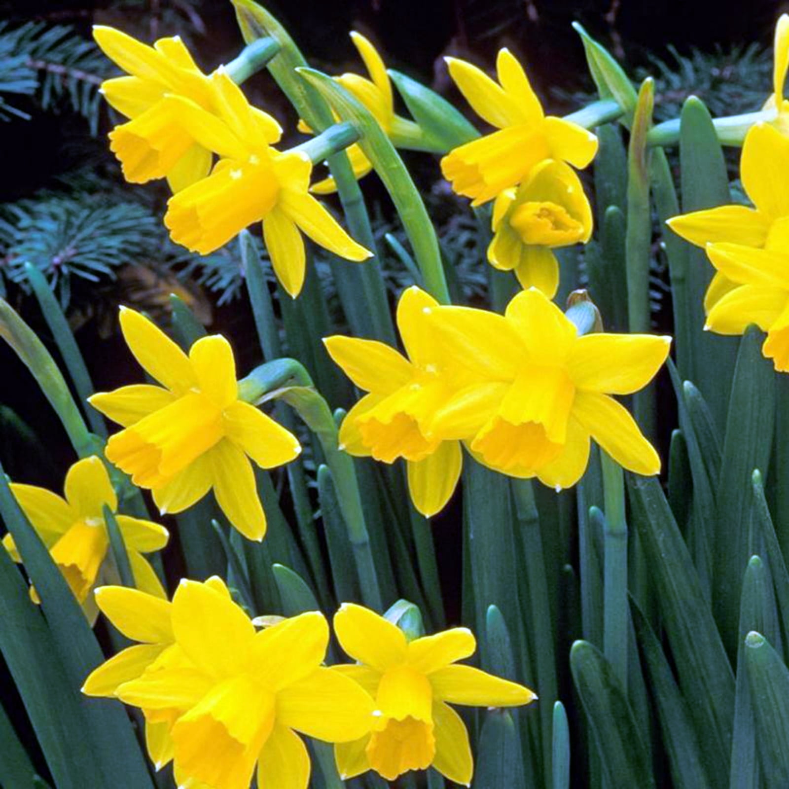 Daffodil Bulbs,Narcissus,Professional,Bulk,Planting,Brilliant,Low