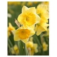 Daffodil Bulbs for Fall Planting, 25 Bulbs, Daffodil Bulbs Bulk, Yellow Daffodil Bulbs for