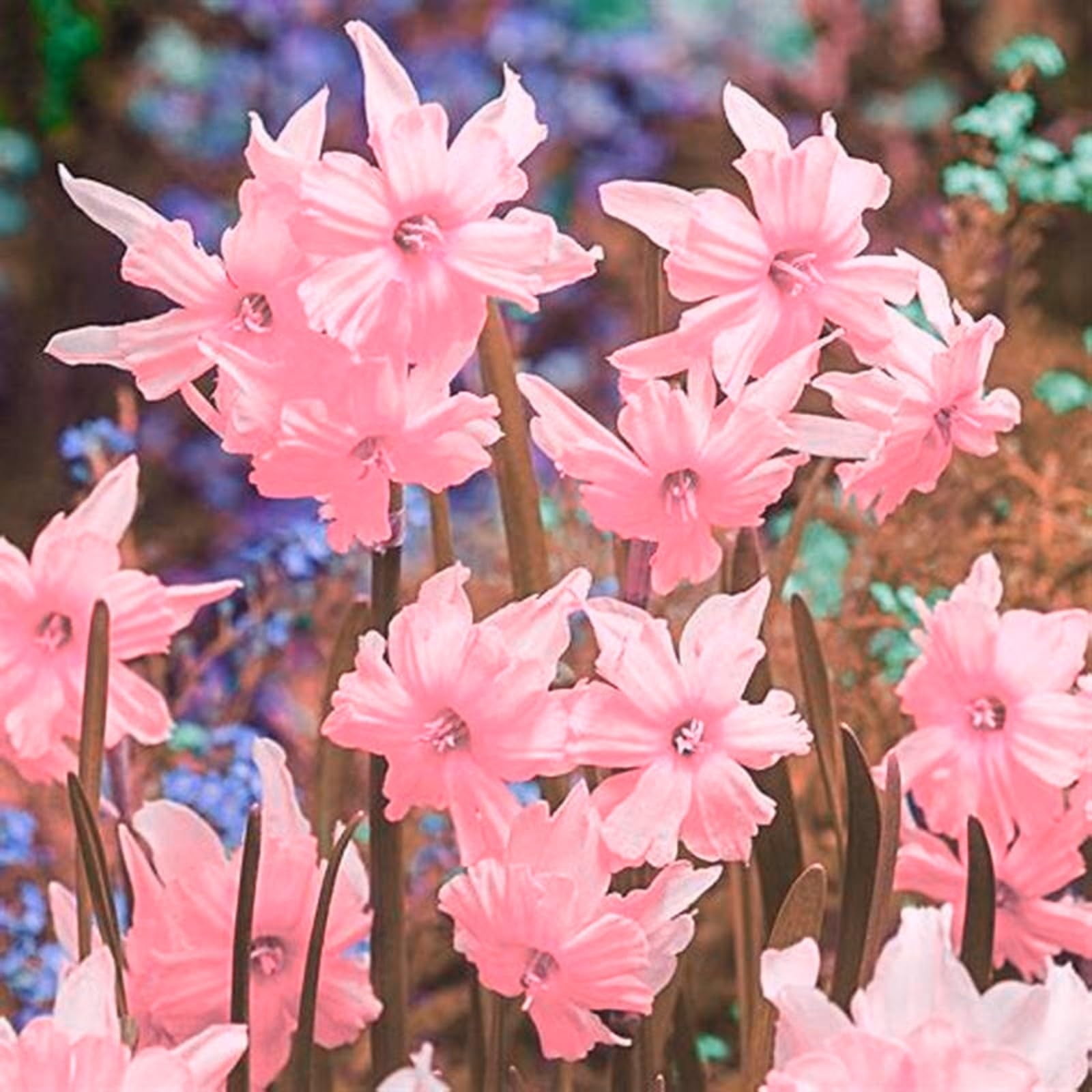 Daffodil Bulbs for Fall Planting, Daffodil Bulbs Bulk,Daffodil Bulbs