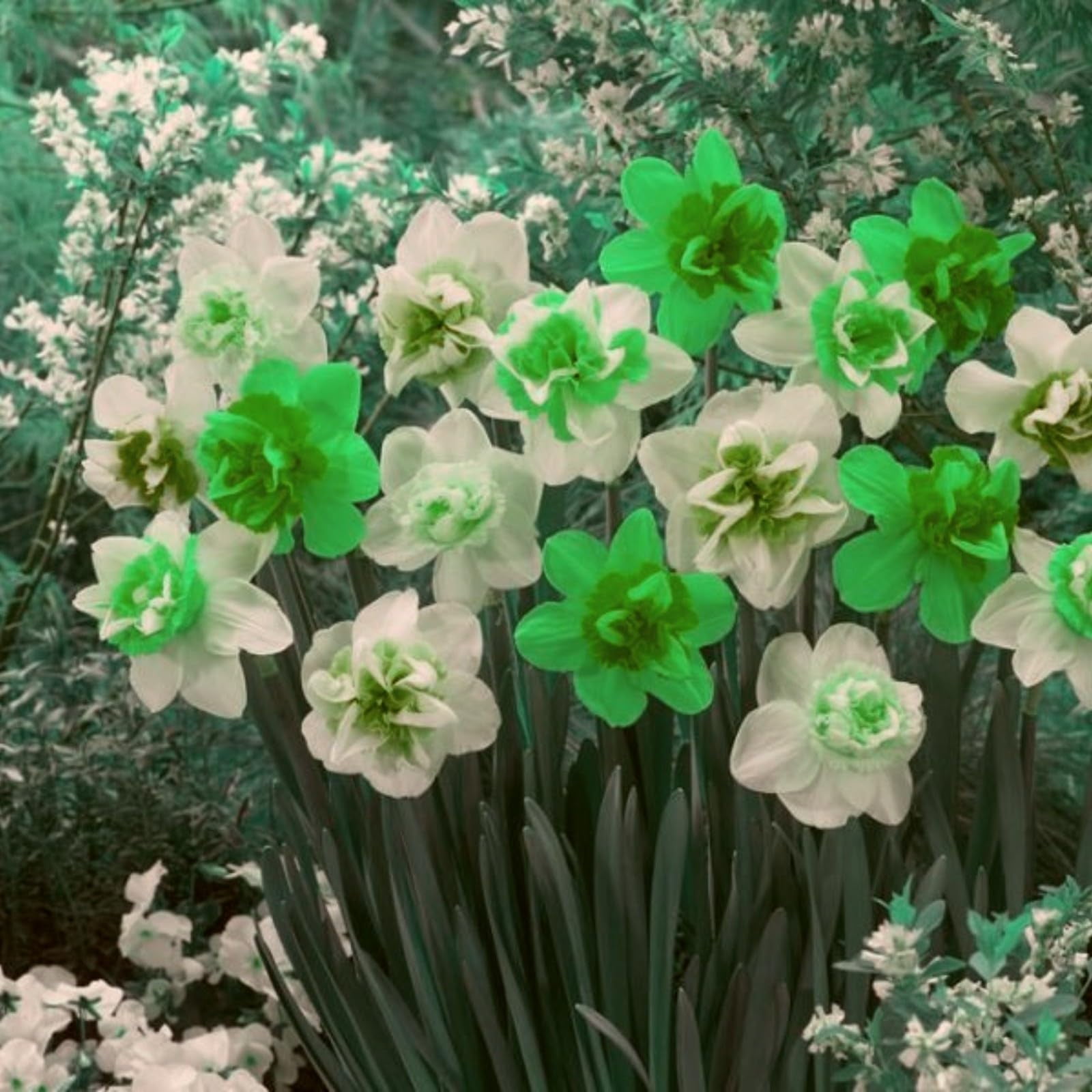 Daffodil Bulbs for Fall Planting, Daffodil Bulbs Bulk,Daffodil Bulbs