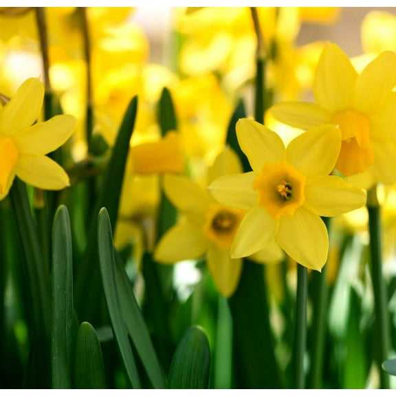 Daffodil Bulbs for Planting 25 Spring Fall Wild Yellow Daffodil Flower Bulbs