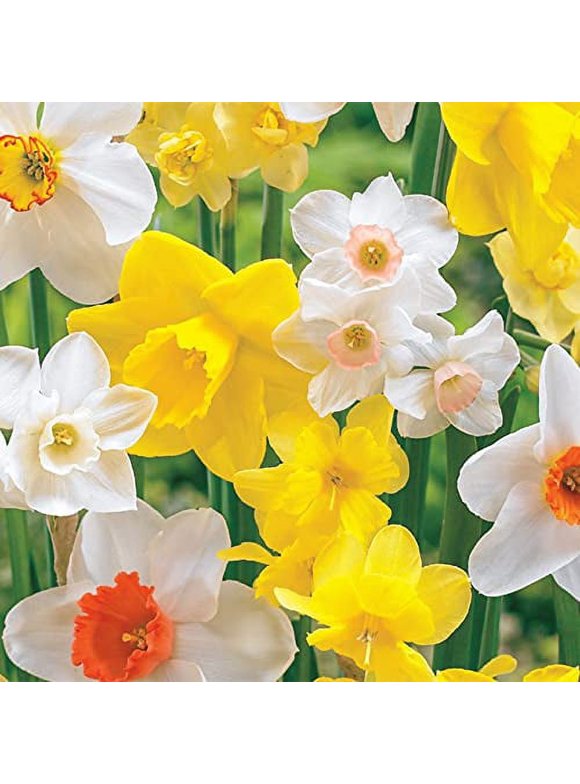 Daffodil Bulbs in Plant Bulbs