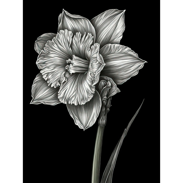 Daffodil Flower Black and White Pencil Drawing Large Wall Art Poster Print  Thick Paper 18X24 Inch 