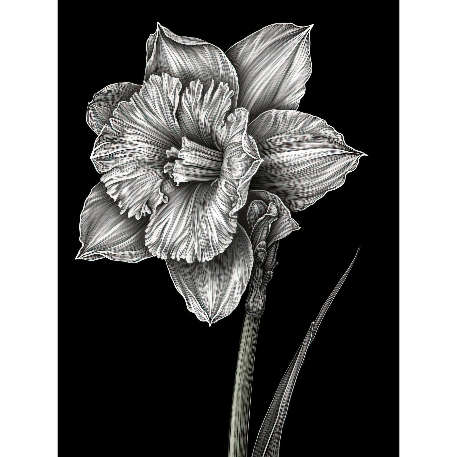 Daffodil Flower Black and White Pencil Drawing Unframed Wall Art Print