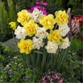 Daffodil Flower Bulbs,Daffodil Bulbs for Fall Planting, Daffodil Bulbs Bulk,Daffodil Bulbs for