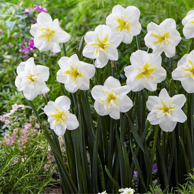 Daffodil Flower Bulbs,Daffodil Bulbs for Fall Planting, Daffodil Bulbs