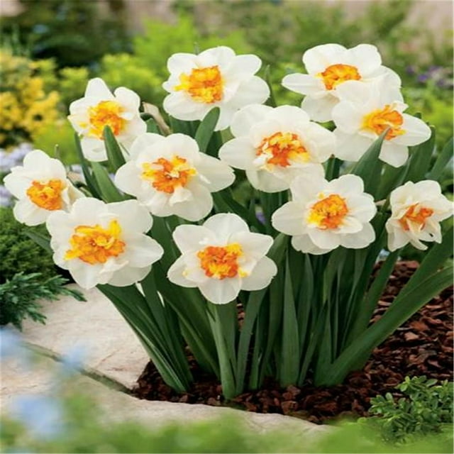 Daffodil Flower Bulbs,Daffodil Bulbs for Fall Planting, Daffodil Bulbs