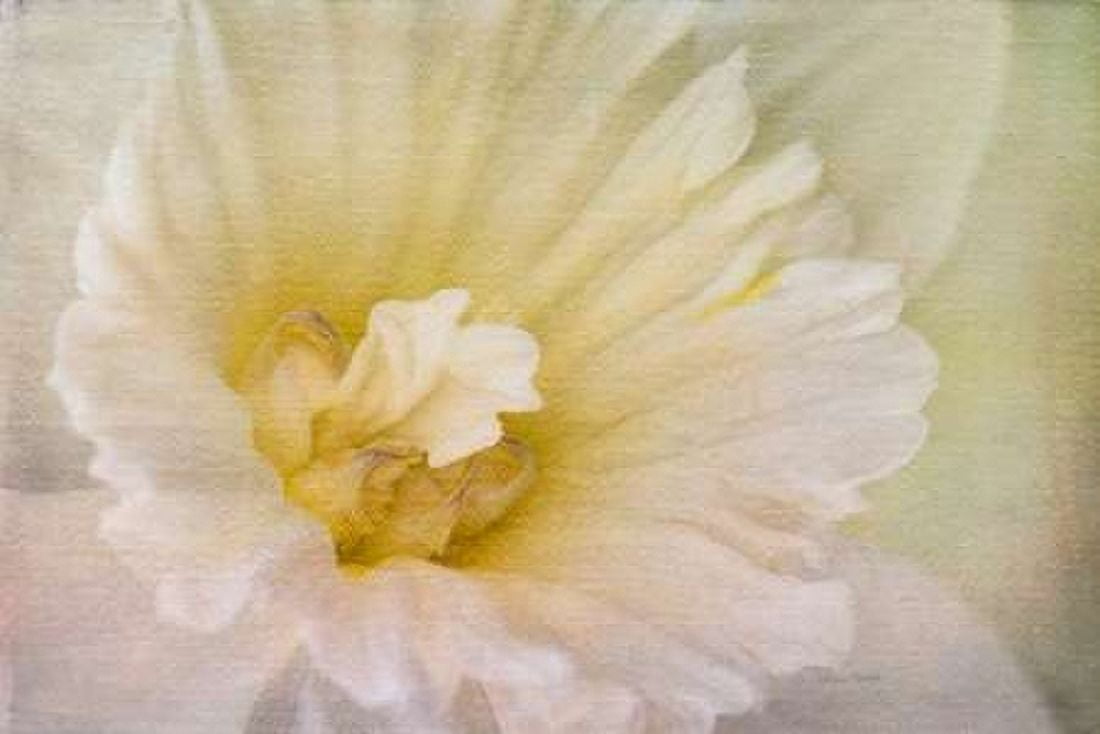 Daffodil Heart Canvas Art - Ramona Murdock (12 x 18)