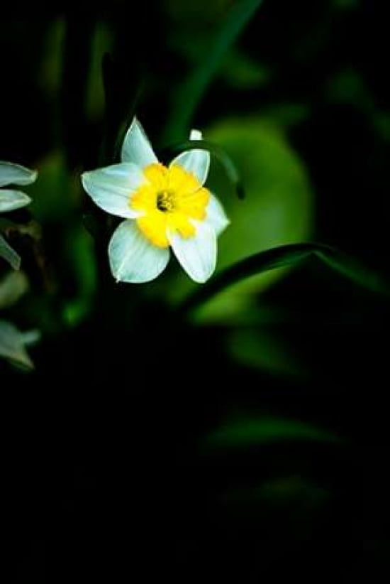 Daffodil I Canvas Art - Beth Wold (12 x 18)