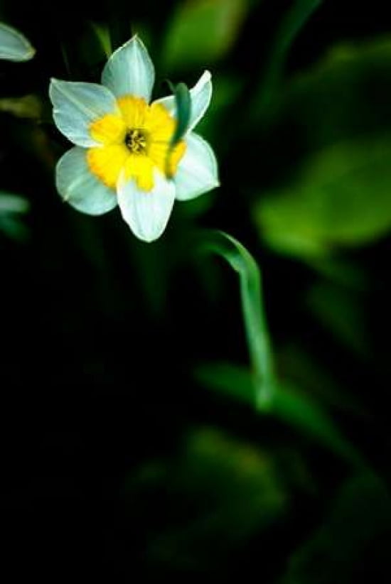 Daffodil II Canvas Art - Beth Wold (12 x 18)