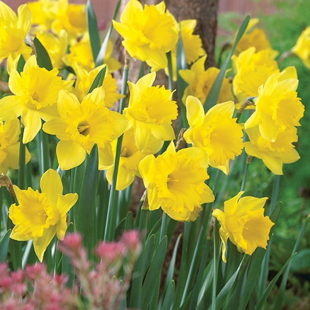 Daffodil bulbs Dutch Master - large yellow daffodil! - Tulip Store