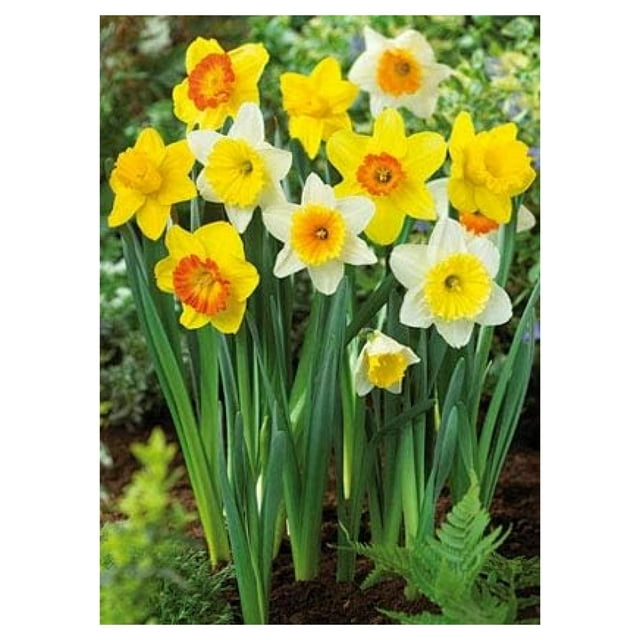 Daffodil Mixture Jumbo Daffodil Bulbs Value 70 Bulb Bag for Fall