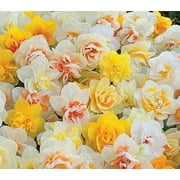 Daffodil, Narcissus Double Mix, 10 Bulbs Top Size 14/16 cm.Now Shipping !