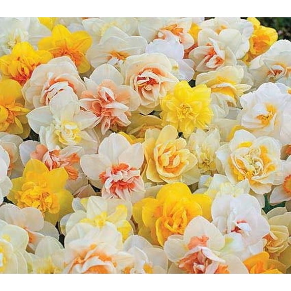 Narcissus Daffodil Double Mix bulbs, 10 count, top size 14/16 cm for fall planting