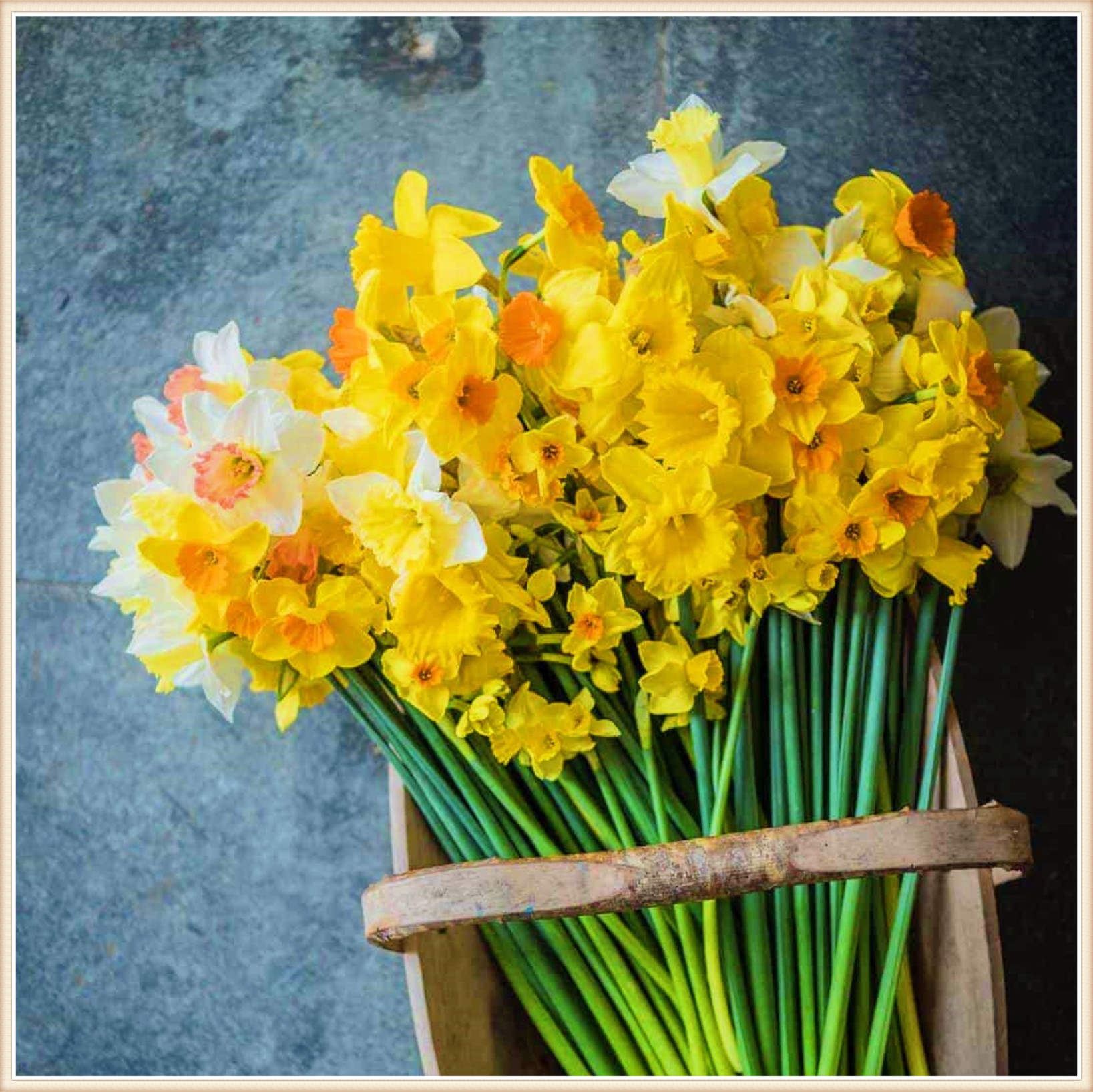Daffodil Plant Narcissus Bulbs Daffodil Bulbs For Planting Daffodil