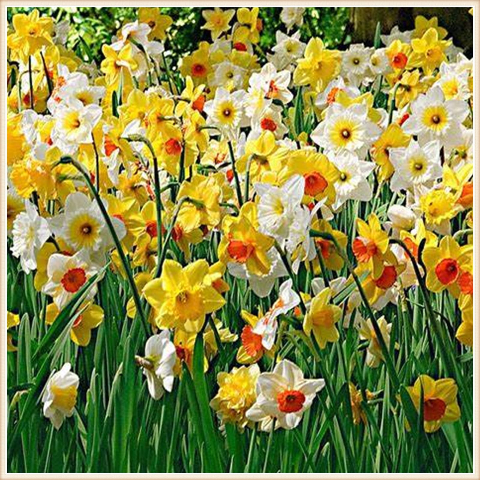 Daffodil bulbs for planting Narcissus bulbs for forcing Narcissus bulbs bulk Daffodil