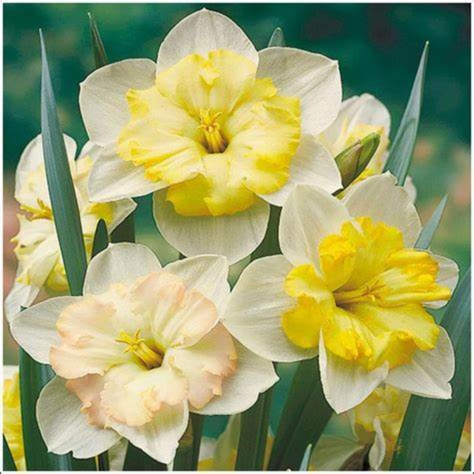 Daffodil bulbs for planting,narcissus bulbs for planting,daffodil bulbs bulk,Daffodil bulbs