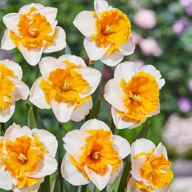 Daffodil bulbs for planting,narcissus bulbs for planting,daffodil bulbs bulk,Daffodil bulbs