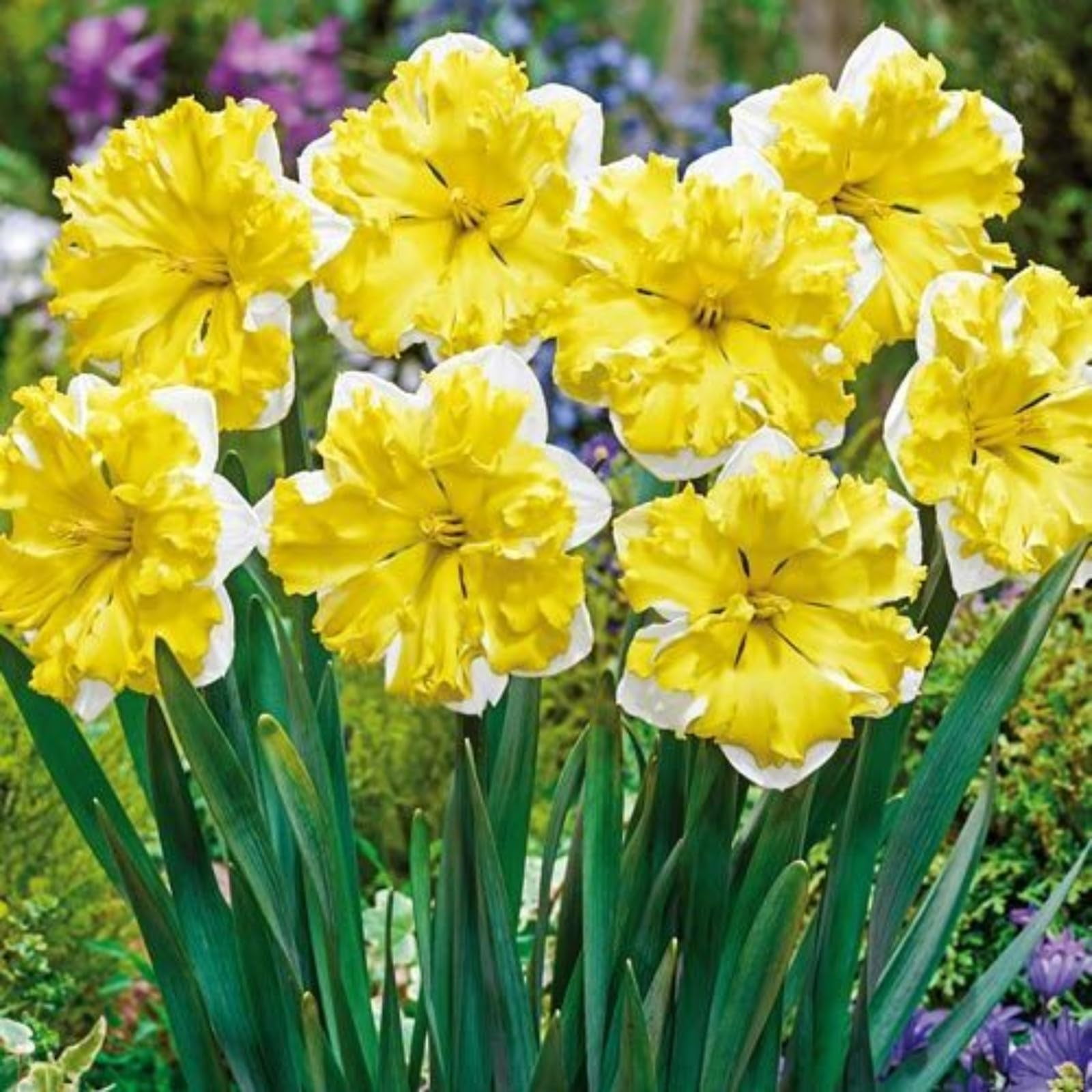 Daffodil bulbs for planting,narcissus bulbs for planting,daffodil bulbs