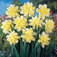 Daffodil bulbs for planting,narcissus bulbs for planting,daffodil bulbs bulk,Daffodil bulbs