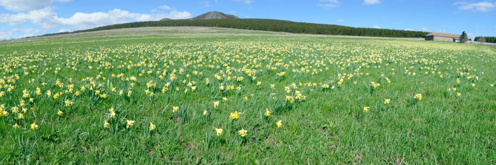Daffodil flowers in a field Les Estables Mont Mezenc Ardeche Rhone-Alpes Massif Central France Canvas Art - Panoramic Images (12 x 36)