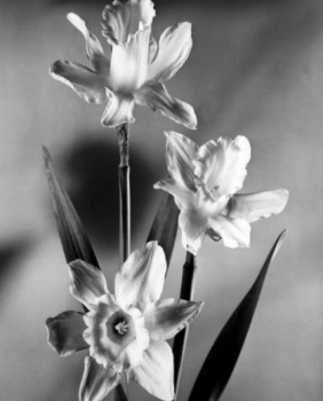 Daffodils Canvas Art - (24 x 36)