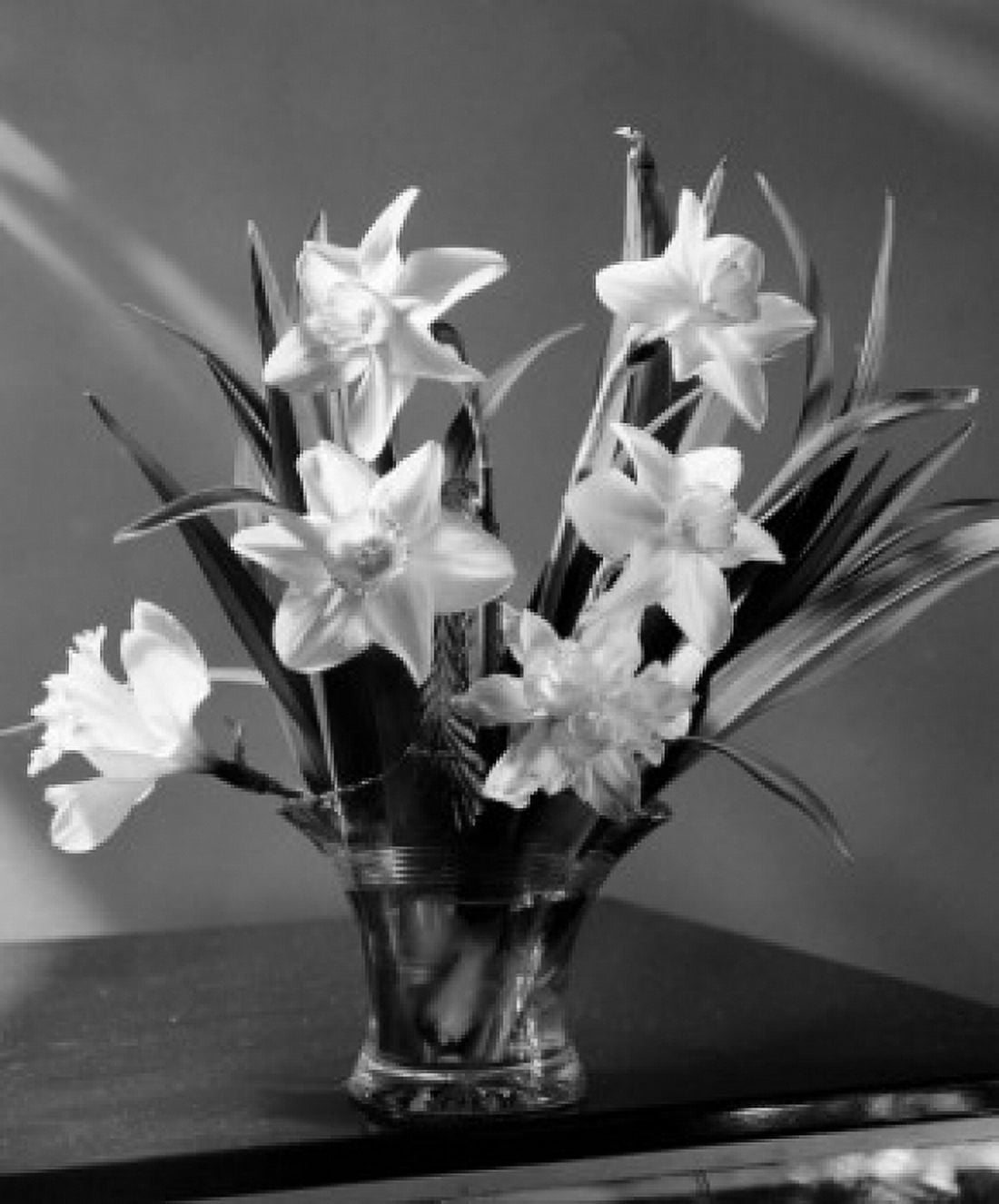 Daffodils Canvas Art - (24 x 36)