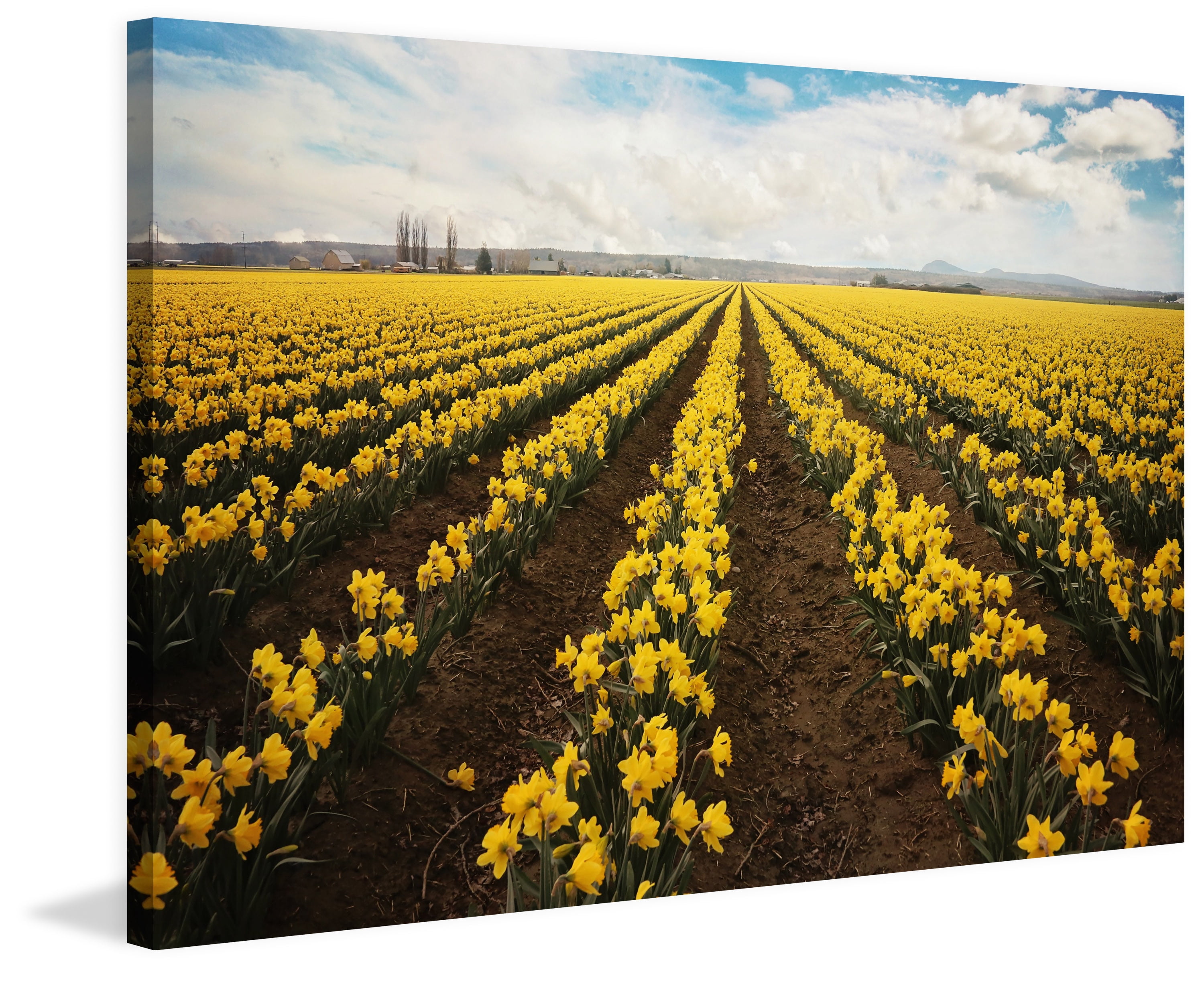 "Daffodils Forever" Painting Print on Wrapped Canvas