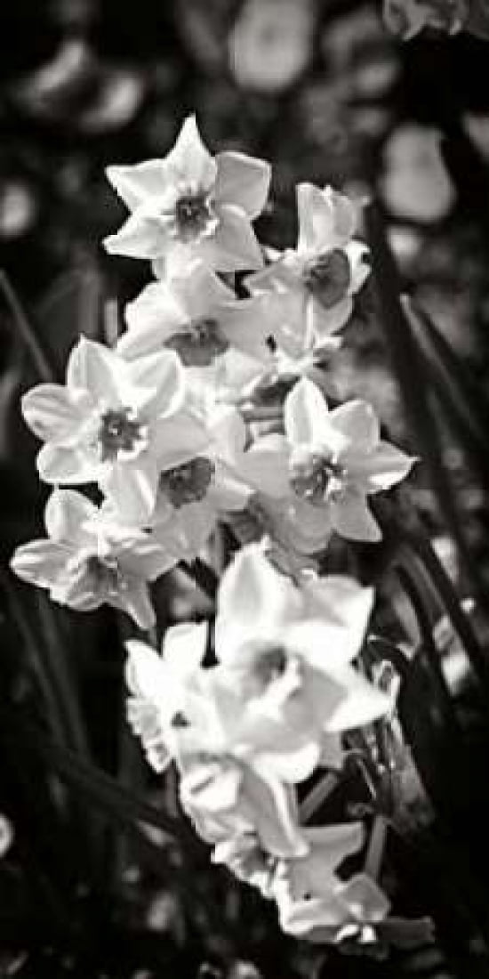 Daffodils I Canvas Art - Alan Hausenflock (10 x 20)
