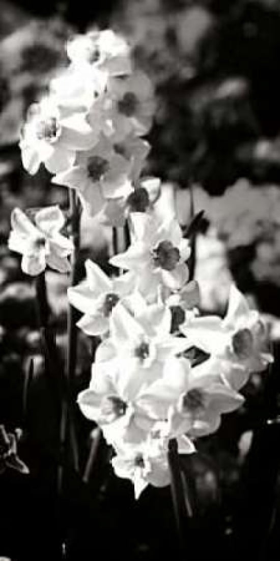 Daffodils II Canvas Art - Alan Hausenflock (24 x 48)