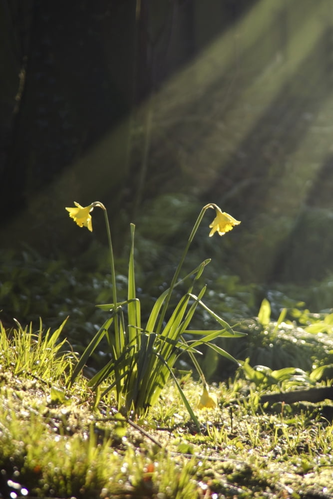 Daffodils In Sunlight Canvas Art - John Short Design Pics (11 x 17)