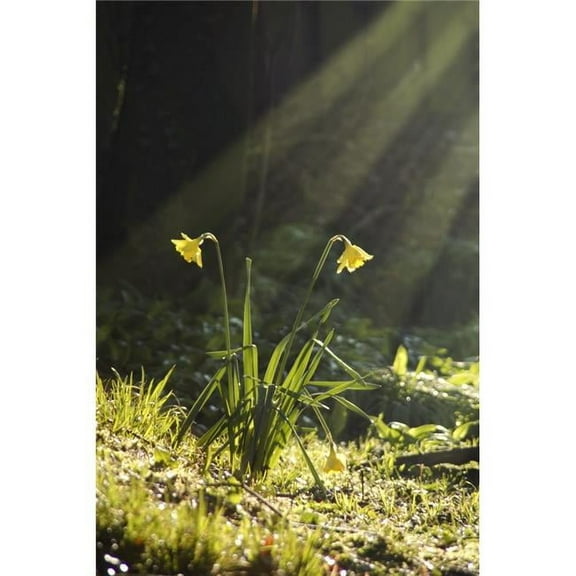 Daffodils In Sunlight Poster Print