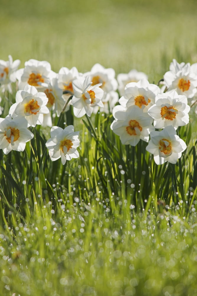 Daffodils In The Dew Covered Grass Thunder Bay Ontario Canada Canvas Art - Susan Dykstra Design Pics (12 x 19)