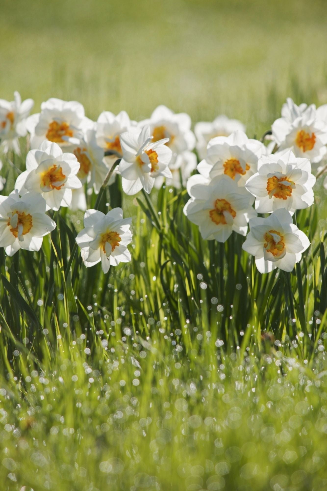 Daffodils In The Dew Covered Grass Thunder Bay Ontario Canada Canvas Art - Susan Dykstra Design Pics (24 x 38)