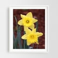 thumbnail image 1 of Daffodils - Marshall Michigan Photography Flowers Floral Nature Garden Botanical White Framed Wall Art Print 8 x 10 inches, 1 of 1