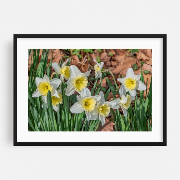 Daffodils in the Morning Sunlight, MD - Towson Maryland Photography Flowers Floral Nature Botanical Garden Scenic Black Framed Wall Art Print 24 x 36 inches